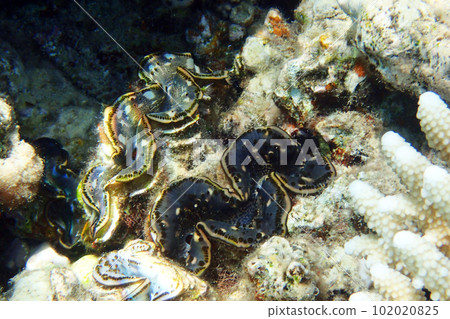 giant clam from egypt 102020825