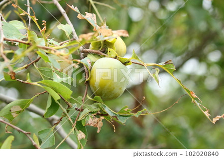 Persimmon hanging on a branch 102020840