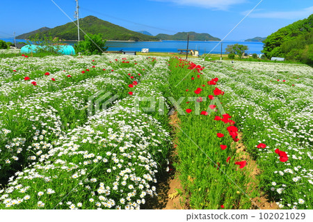[Kagawa Prefecture] Margaret in full bloom at Flower Park Urashima 102021029