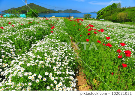 [Kagawa Prefecture] Flower Park Urashima with marguerites in full bloom 102021031