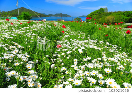 [Kagawa Prefecture] Flower Park Urashima with marguerites in full bloom 102021036