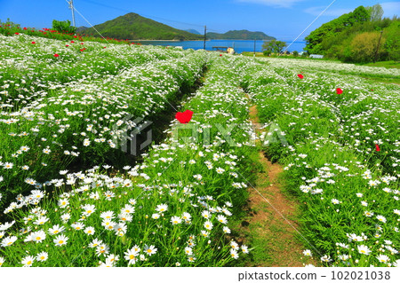 [香川縣]瑪格麗特在花卉公園浦島盛開 102021038