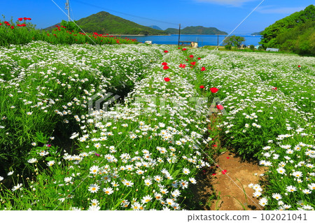 [Kagawa Prefecture] Flower Park Urashima with marguerites in full bloom 102021041