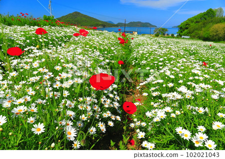 [Kagawa Prefecture] Margaret in full bloom at Flower Park Urashima 102021043
