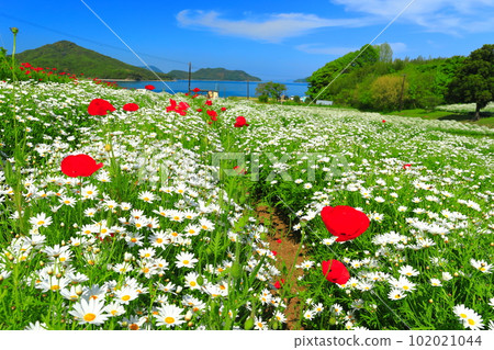 [Kagawa Prefecture] Flower Park Urashima with marguerites in full bloom 102021044