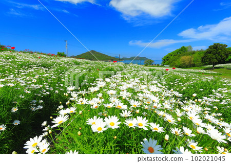 [Kagawa Prefecture] Margaret in full bloom at Flower Park Urashima 102021045
