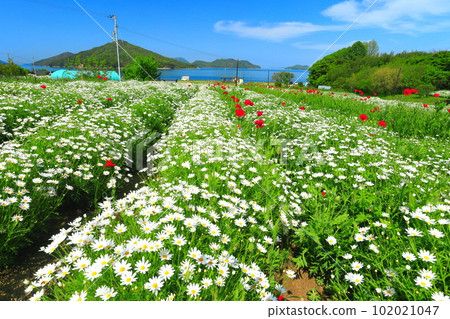 [Kagawa Prefecture] Margaret in full bloom at Flower Park Urashima 102021047