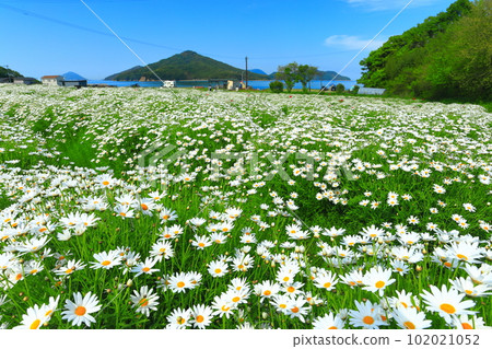 [香川縣]瑪格麗特在花卉公園浦島盛開 102021052