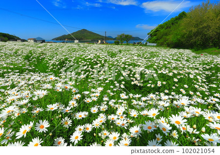 [Kagawa Prefecture] Margaret in full bloom at Flower Park Urashima 102021054