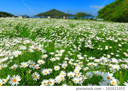 [Kagawa Prefecture] Flower Park Urashima with marguerites in full bloom 102021055