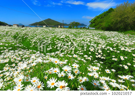 [Kagawa Prefecture] Flower Park Urashima with marguerites in full bloom 102021057