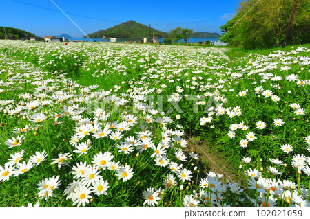 [Kagawa Prefecture] Flower Park Urashima with marguerites in full bloom 102021059