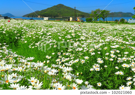[香川縣]瑪格麗特在花卉公園浦島盛開 102021060