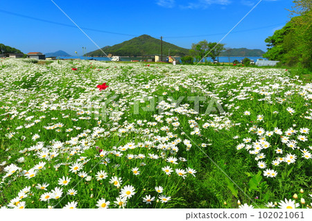 [香川縣]花卉公園浦島與瑪格麗特盛開 102021061