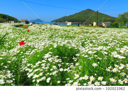 [Kagawa Prefecture] Margaret in full bloom at Flower Park Urashima 102021062