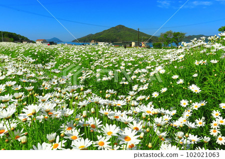 [Kagawa Prefecture] Flower Park Urashima with marguerites in full bloom 102021063
