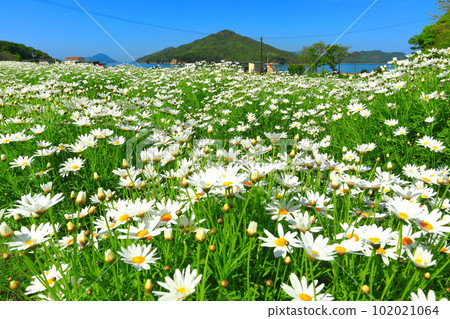 [Kagawa Prefecture] Margaret in full bloom at Flower Park Urashima 102021064