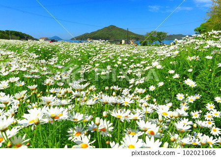 [Kagawa Prefecture] Flower Park Urashima with marguerites in full bloom 102021066