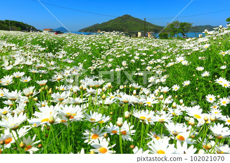 [Kagawa Prefecture] Flower Park Urashima with marguerites in full bloom 102021070