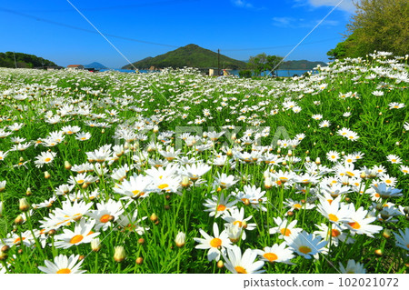 [Kagawa Prefecture] Flower Park Urashima with marguerites in full bloom 102021072