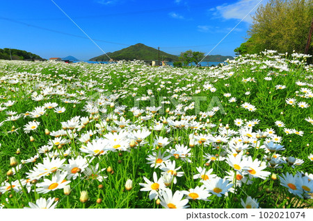 [Kagawa Prefecture] Flower Park Urashima with marguerites in full bloom 102021074