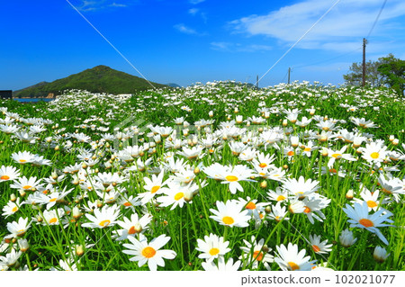 [Kagawa Prefecture] Margaret in full bloom at Flower Park Urashima 102021077