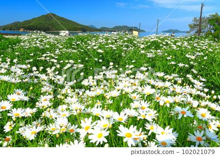 [Kagawa Prefecture] Margaret in full bloom at Flower Park Urashima 102021079