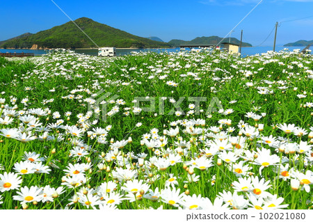 [Kagawa Prefecture] Flower Park Urashima with marguerites in full bloom 102021080