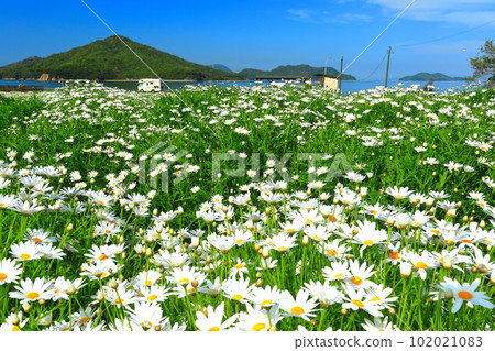 [Kagawa Prefecture] Flower Park Urashima with marguerites in full bloom 102021083