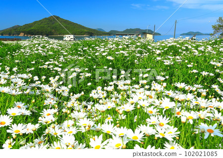 [Kagawa Prefecture] Flower Park Urashima with marguerites in full bloom 102021085