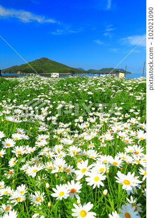 [Kagawa Prefecture] Flower Park Urashima with marguerites in full bloom 102021090