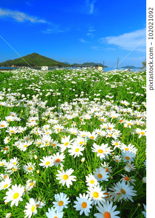 [Kagawa Prefecture] Margaret in full bloom at Flower Park Urashima 102021092