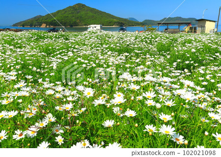 [香川縣]瑪格麗特在花卉公園浦島盛開 102021098