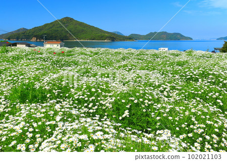 [Kagawa Prefecture] Margaret in full bloom at Flower Park Urashima 102021103