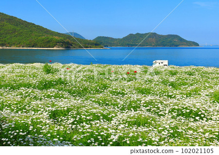 [Kagawa Prefecture] Flower Park Urashima with marguerites in full bloom 102021105