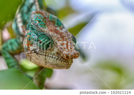 Globe-horned chameleon or flat-casqued chameleon, Calumma globifer, Male, Reserve Peyrieras Madagascar Exotic wildlife Globe-horned chameleon or flat-casqued chameleon, Calumma globifer, Male, Reserve Peyrieras Madagascar Exotic wildlife 102021124