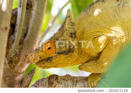 Parson's chameleon, Calumma parsonii, Peyrieras Madagascar Exotic, Madagascar wildlife 102021126