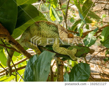 Parson's chameleon, Calumma parsonii, Peyrieras Madagascar Exotic, Madagascar wildlife 102021127