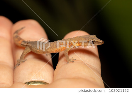 Madagascar Clawless Gecko, Ebenavia inunguis juvenile, Ranomafana National Park, Madagascar wildlife Madagascar Clawless Gecko, Ebenavia inunguis juvenile, Ranomafana National Park, Madagascar wildlife 102021132