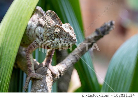 Oustalet's chameleon, Furcifer oustaleti, Reserve Peyrieras Madagascar Exotic, Madagascar wildlife 102021134