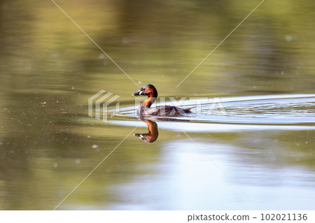 Water bird Little Grebe, Tachybaptus ruficollis Water bird Little Grebe, Tachybaptus ruficollis 102021136