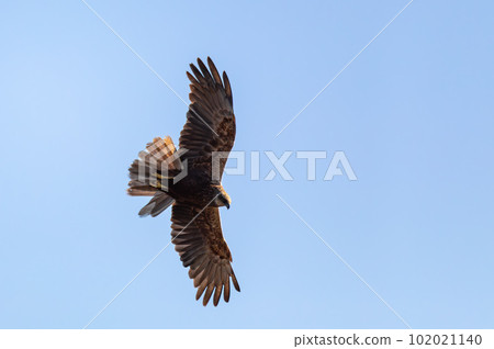 Marsh Harrier, Circus aeruginosus, Birds of prey, Europe Wildlife Marsh Harrier, Circus aeruginosus, Birds of prey, Europe Wildlife 102021140