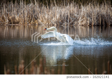 Wild bird mute swan start flying Wild bird mute swan start flying 102021141