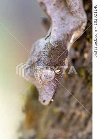 Uroplatus Phantasticus, Reserve Peyrieras Madagascar Exotic, Madagascar wildlife 102021146