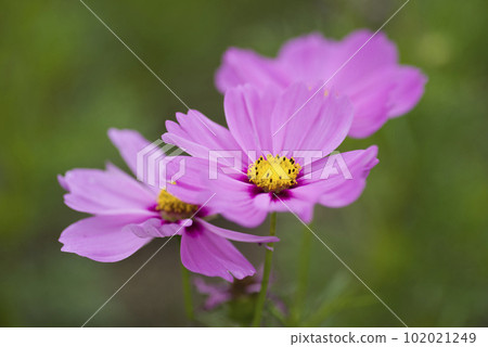 Cosmos flowers are in bloom in the cosmos field. Cosmos flowers are in bloom in the cosmos field. 102021249
