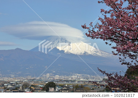 Nirayama, Izunokuni City, Shizuoka Prefecture: Mt. Fuji covered in snow and clouds over the Kawazu cherry blossoms in the park 102021817