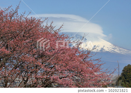 靜岡縣伊豆之國市韭山市：公園內的河津櫻花被雪和雲覆蓋的富士山 102021821