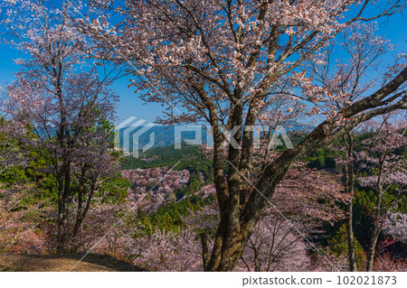 Superb view, panoramic view of Mt. Yoshino colored with cherry blossoms in full bloom, Shimo-senbon, Naka-senbon, Hitome-senbon Superb view, panoramic view of Mt. Yoshino colored with cherry blossoms in full bloom, Shimo-senbon, Naka-senbon, Hitome-senbon 102021873