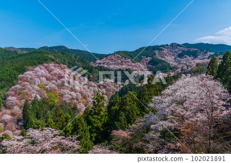 Superb view, panoramic view of Mt. Yoshino colored with cherry blossoms in full bloom, Shimo-senbon, Naka-senbon, Hitome-senbon 102021891