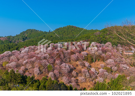 絕景，櫻花盛開的吉野山全景，下千本，中千本，一女千本 102021895
